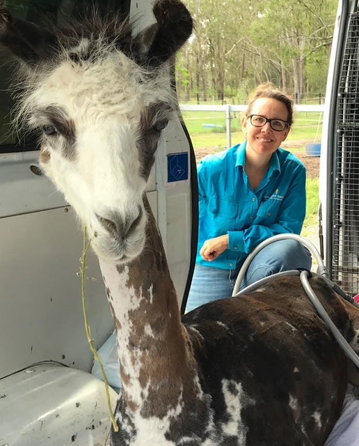 Do All Animals Like PEMF Therapy?