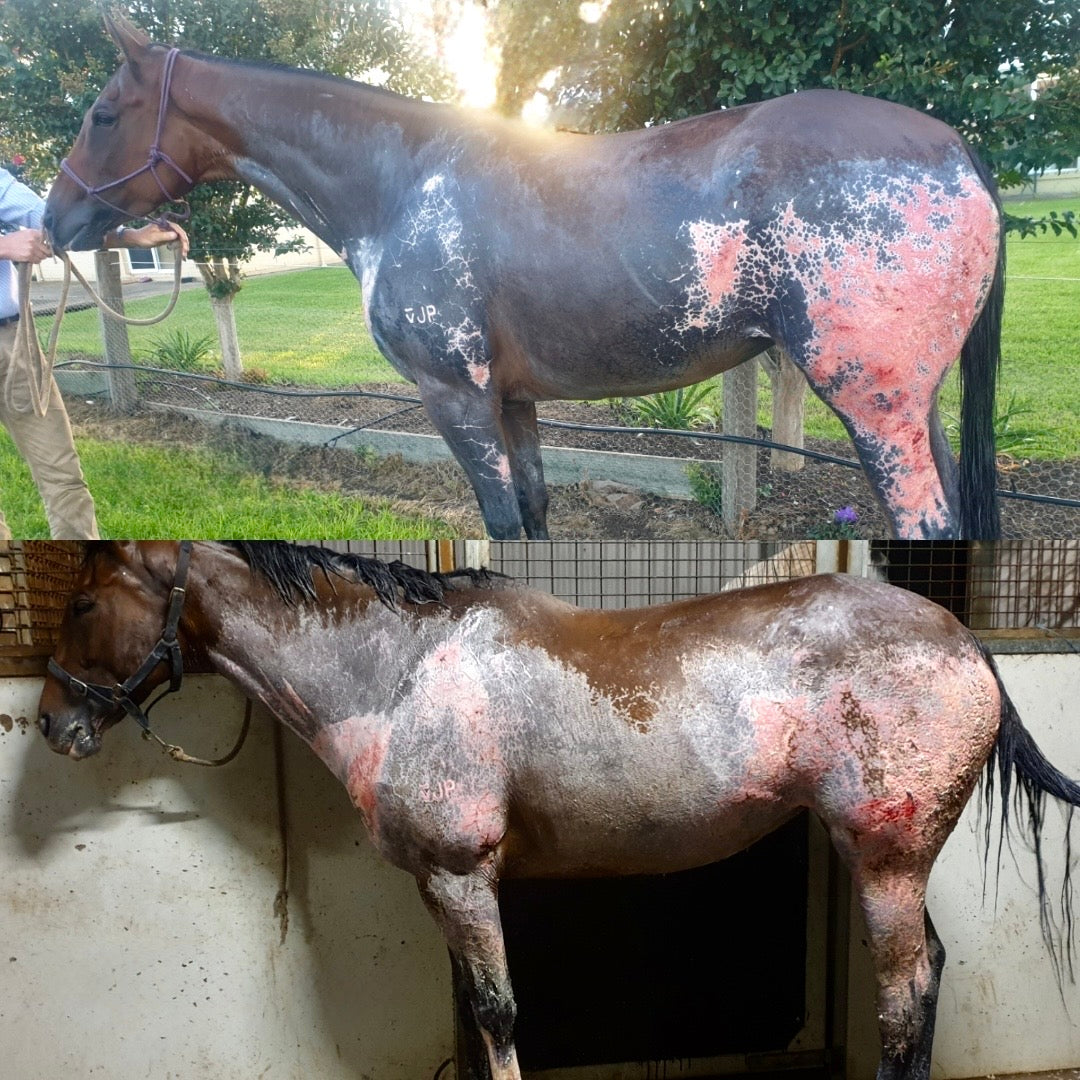 Why PEMF Therapy Helps Horses with Burns
