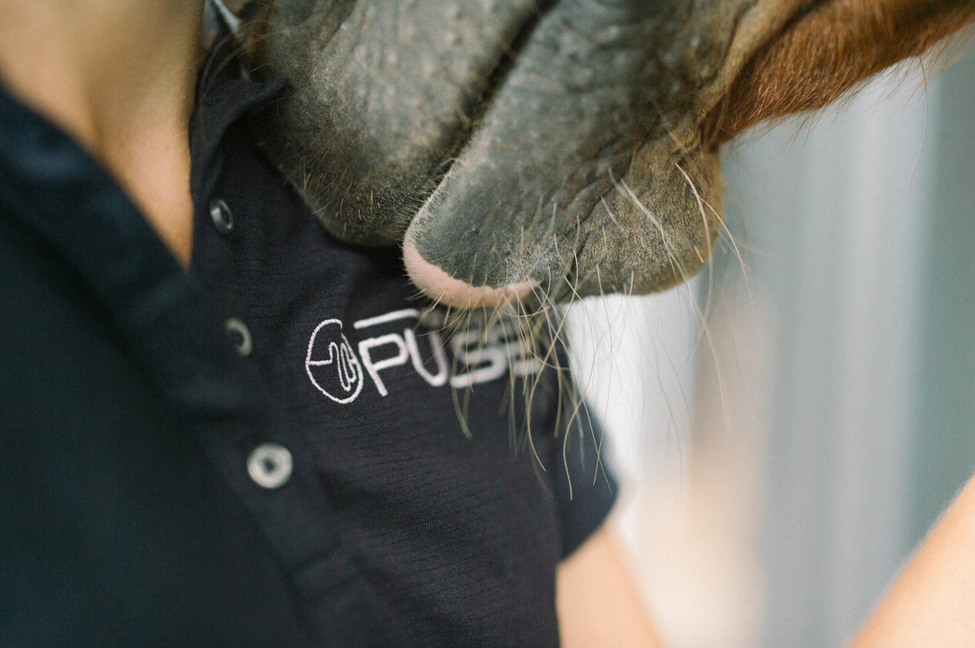 How to Start an Equine PEMF Business in Australia